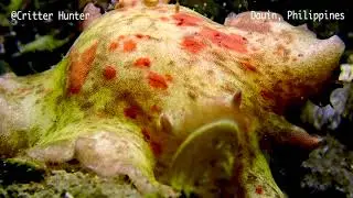 Platydoris formosa | Project Nudibranch