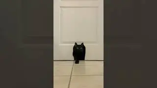 Cat is... #11