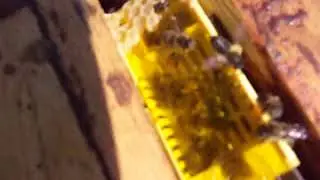 Пчелы . Подсадка неплодных маток Бакфаст в отводок .