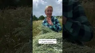 Что входит в антипаразитарный сбор? #травянойсбор #антипаразитарнаячистка #антипаразитарнаяпрограмма