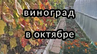 виноград в октябре 5,10,23