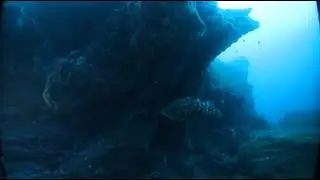 VR 360 Diving Azores San Miguel Nikon Keymission 360 Group Fish CCJNOACK