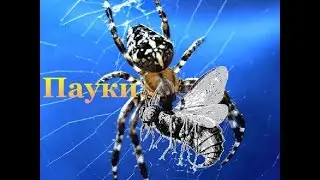 Паук в офисе. Топ 5 фактов о пауках