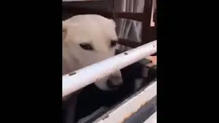 UNTITLED VIDEO #shorts