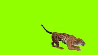 tigers green screen video (3)