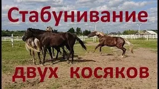 Gelding as a herd leader. Uniting two herds into one. Part 1.