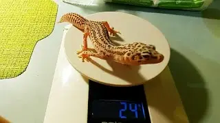 Сколько должен весить эублефар!?