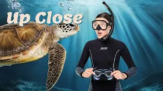 Swimming with Turtles on Apo Island (Philippines)
