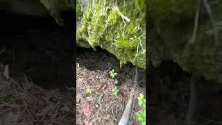 More Caves