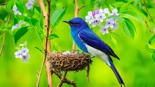 Music heals the heart and blood vessels🌿 Soothing music restores the nervous system, relaxing