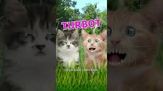Do turbots make cars go faster? #kittens