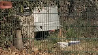 Himalayan Rabbit
