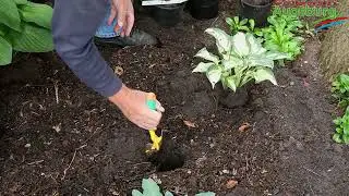 Hosta (Funkie) - Einpflanzen im Garten