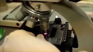 Проверка селезенки под микроскопом