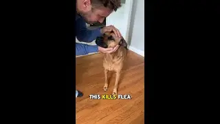 It's Flea Season!