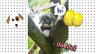 A Páscoa da Mel