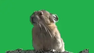 Unlikely animals with a lion roar green screen effect