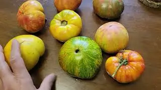 Mr.  Stripey Tomato Heirloom