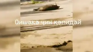Муъҷизаи алоҳ
