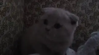 любознательный пушистик