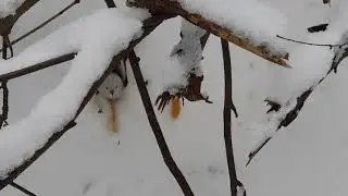 Ополовник