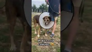 История спасения собаки Слойки💔 