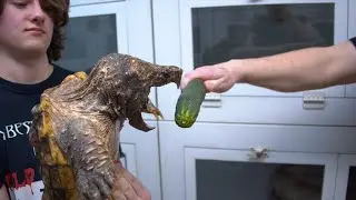 MONSTER TURTLE - BIGGEST ALLIGATOR SNAPPER ON YOUTUBE BITES EVERYTHING IN SIGHT