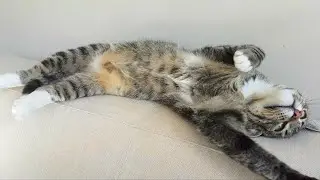 Ultimate compilation of cats showing their bellies