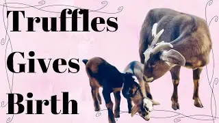 Live Goat Birth