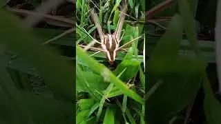 somthing amazing