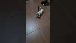playing cat