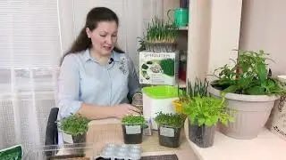 5 ДНЕЙ! Как  быстро вырастить микрозелень в домашних условиях  без земли и  без фитолампы.