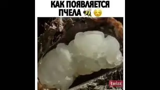 Как появляется пчела 🐝