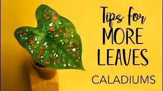 Caladiums: Tips for more leaves