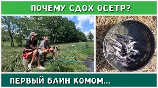Печальный опыт по выращиванию осетра...