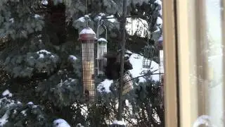 Stubborn squirrel