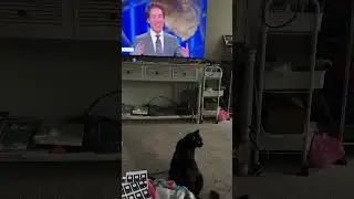 Sage the Cat Loves watching Joel Osteen! #cat #joelosteensermons #funnycats