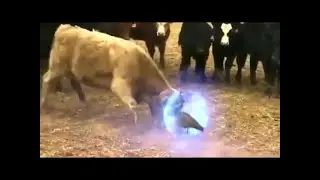 MEMES COMPILATION || N° 118