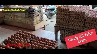 Viral Hari Ini || Ready Telur Ayam Ras