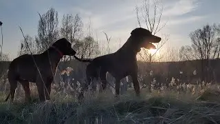Выпас на поле, красота на закате!