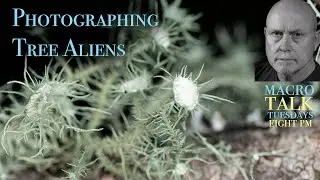 Photographing Tree Aliens - Macro Talk #67-  A. Walls Photography, October 31, 2023