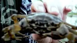 Рыбалка баржы дичь и краб! (REES am Rhein)