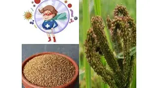 Immunity Food#One day one millet plan#kodo millet#helps in purifying blood, sound sleep# Nutrition