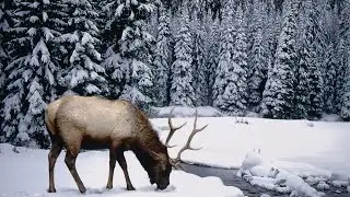 КРАСИВЫЕ  ЗИМНИЕ  КАРТИНКИ ;-))