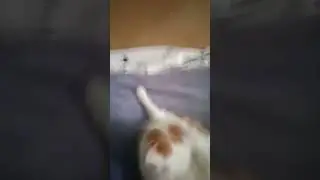 инструкция о том как включить любого кота и кошку