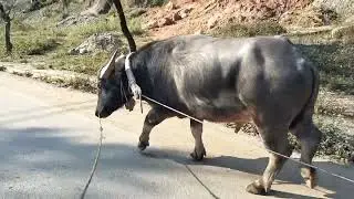 Trâu non 6 răng