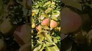 груша Белорусская поздняя
