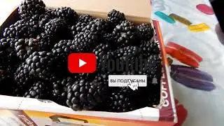 Ежевика первый урожай