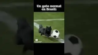 Кот и гол. Cat and goal.
