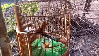 giọng hót thách đấu.